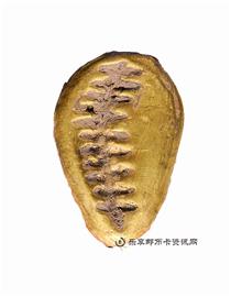 钱币金壳贝
